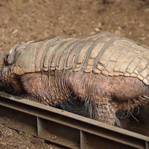 Six-banded armadillo (Euphractus sexcinctus), 2023-05-19