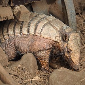 Six-banded armadillo (Euphractus sexcinctus), 2023-05-19