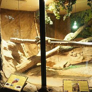 Small reptile temple - Green iguana and Red-footed tortoise terrarium, 2023-05-19
