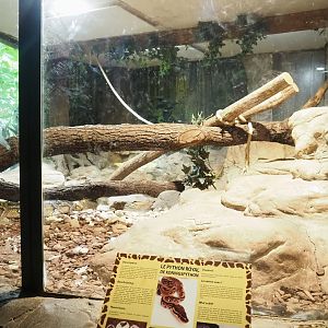 Small reptile temple - Ball python terrarium, 2023-05-19