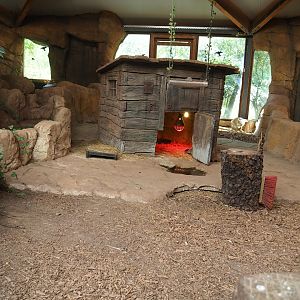 Red-footed tortoise paddock, 2023-05-19