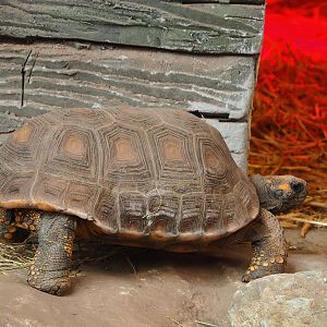 Red-footed tortoise (Chelonoidis carbonarius), 2023-05-19