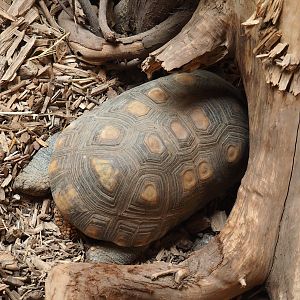 Red-footed tortoise (Chelonoidis carbonarius), 2023-05-19