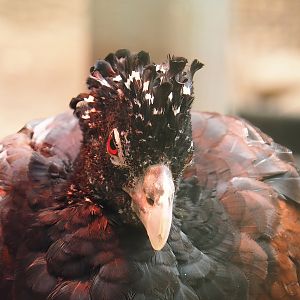 Great curassow (Crax rubra rubra), 2023-05-19