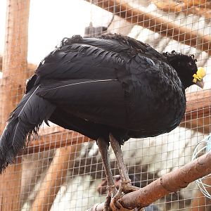 Great curassow (Crax rubra rubra), 2023-05-19