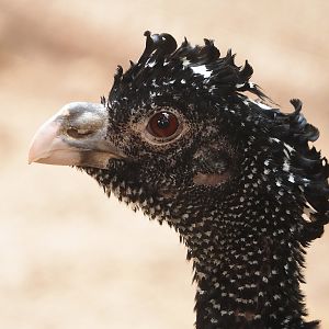 Great curassow (Crax rubra rubra), 2023-05-19