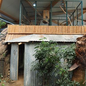 Structure with Western woylie and Brushtail possum exhibit, with closed-off parrot aviary above it, 2023-05-19