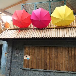 Structure with Western woylie and Brushtail possum exhibit, with closed-off parrot aviary above it, 2023-05-19