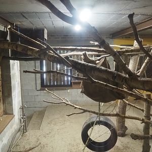 Western woylie and Brushtail possum exhibit, 2023-05-19