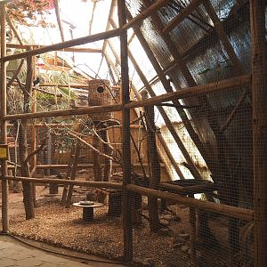 Trumpeter hornbill aviary, 2023-05-19