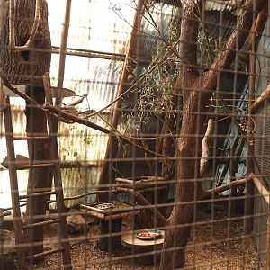 Trumpeter hornbill aviary, 2023-05-19