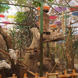 Umbrella cockatoo aviary, 2023-05-19