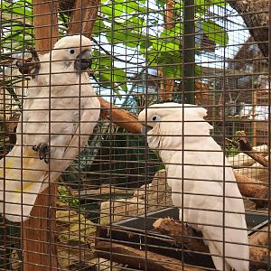 Umbrella cockatoos (Cacatua alba), 2023-05-19
