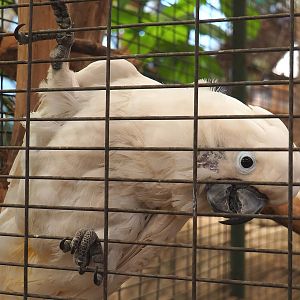 Umbrella cockatoo (Cacatua alba), 2023-05-19