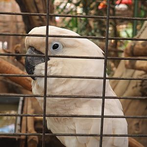 Umbrella cockatoo (Cacatua alba), 2023-05-19