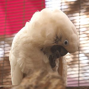 Umbrella cockatoo (Cacatua alba), 2023-05-19