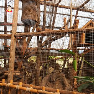 Toco toucan aviary, 2023-05-19