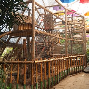 Toco toucan aviary, 2023-05-19