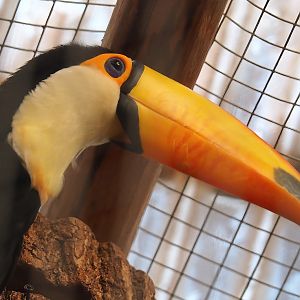 Toco toucan (Ramphastos toco), 2023-05-19