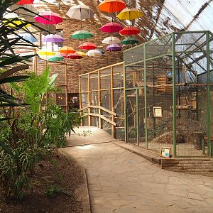 Congo African grey parrot and Violet turaco aviaries, 2023-05-19