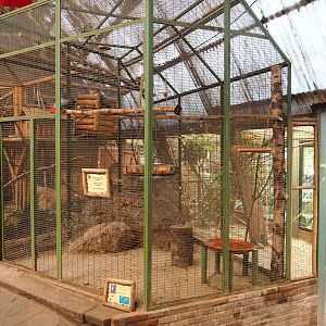 Congo African grey parrot aviary, 2023-05-19