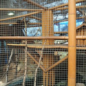 Violet turaco aviary, 2023-05-19
