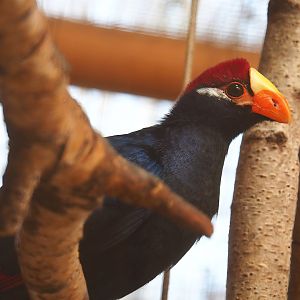 Violet turaco (Tauraco violaceus), 2023-05-19