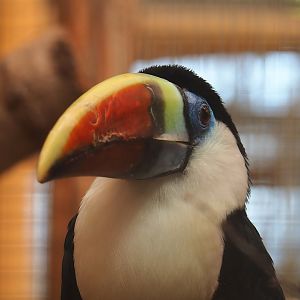 White-throated toucan (Ramphastos tucanus), 2023-05-19