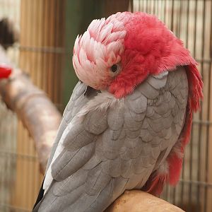 Galah (Eolophus roseicapilla), 2023-05-19