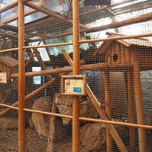 Elegant-crested tinamou aviary, 2023-05-19