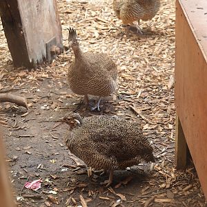 Elegant-crested tinamous (Eudromia elegans), 2023-05-19