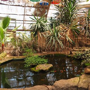 Large goldfish pond in aviary section of tropical building, 2023-05-19