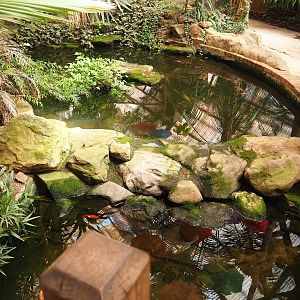 Smaller goldfish pond in aviary section of tropical building, 2023-05-19