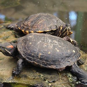 Pond slider turtles (Trachemys scripta), 2023-05-19
