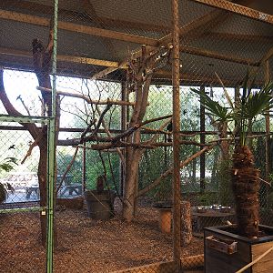 Javan rhinoceros hornbill aviary, 2023-05-19