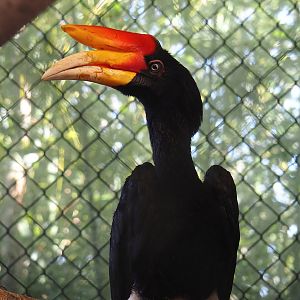 Javan rhinoceros hornbill (Buceros rhinoceros silvestris), 2023-05-19