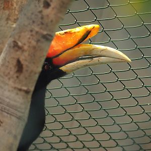 Javan rhinoceros hornbill (Buceros rhinoceros silvestris), 2023-05-19