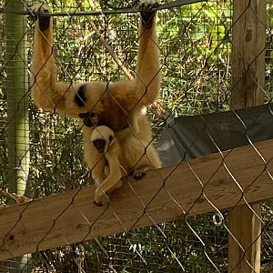 Marv the Baby Gibbon