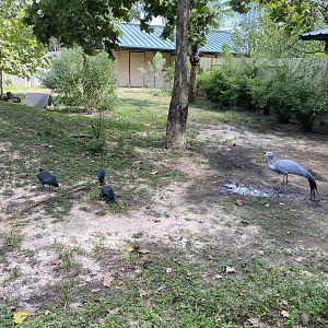 Guinea Fowl and Stanley Cranes in Former Pygmy Hippo Enclosure
