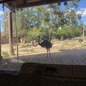 Texas heat wasn’t very kind to the Pantanal