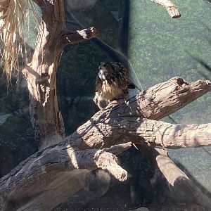 Eurasian Eagle Owl in old Bald Eagle enclodure