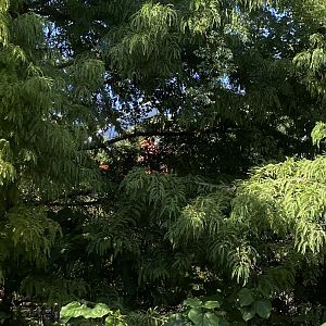 Peek at the South American Wetlands aviary for Birds of the World
