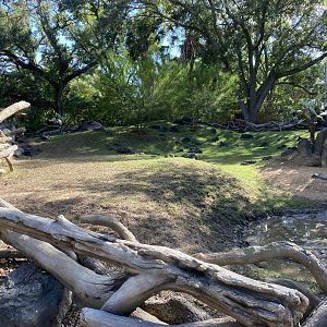 Grass of the Galapagos Tortoise exhibit after enduring the Texas Summer