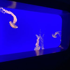 Sea Nettles have grown a lot