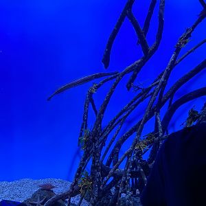 Trumpetfish, Sea Horse, and Sea Star