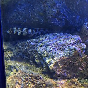 Snowflake Eel