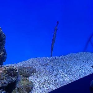 Trumpetfish being Trumpetfish