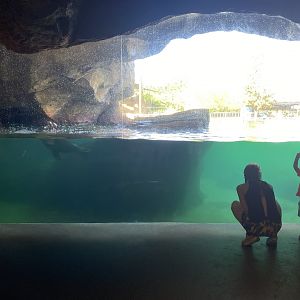 Sea Lion water isn’t as clear as before
