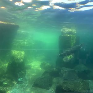 Sea Lion water isn’t as clear as before