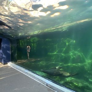 Sea Lion water isn’t as clear as before